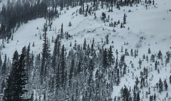 Avalanche on a distance forested slope. 