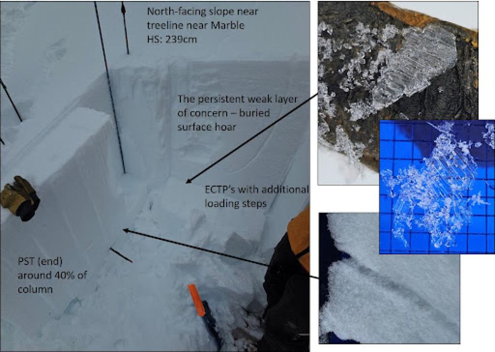 A close-up look at the February 2 persistent weak layer of surface hoar and small facets. This snowpit was dug near the town of Marble on February 20, 2024.